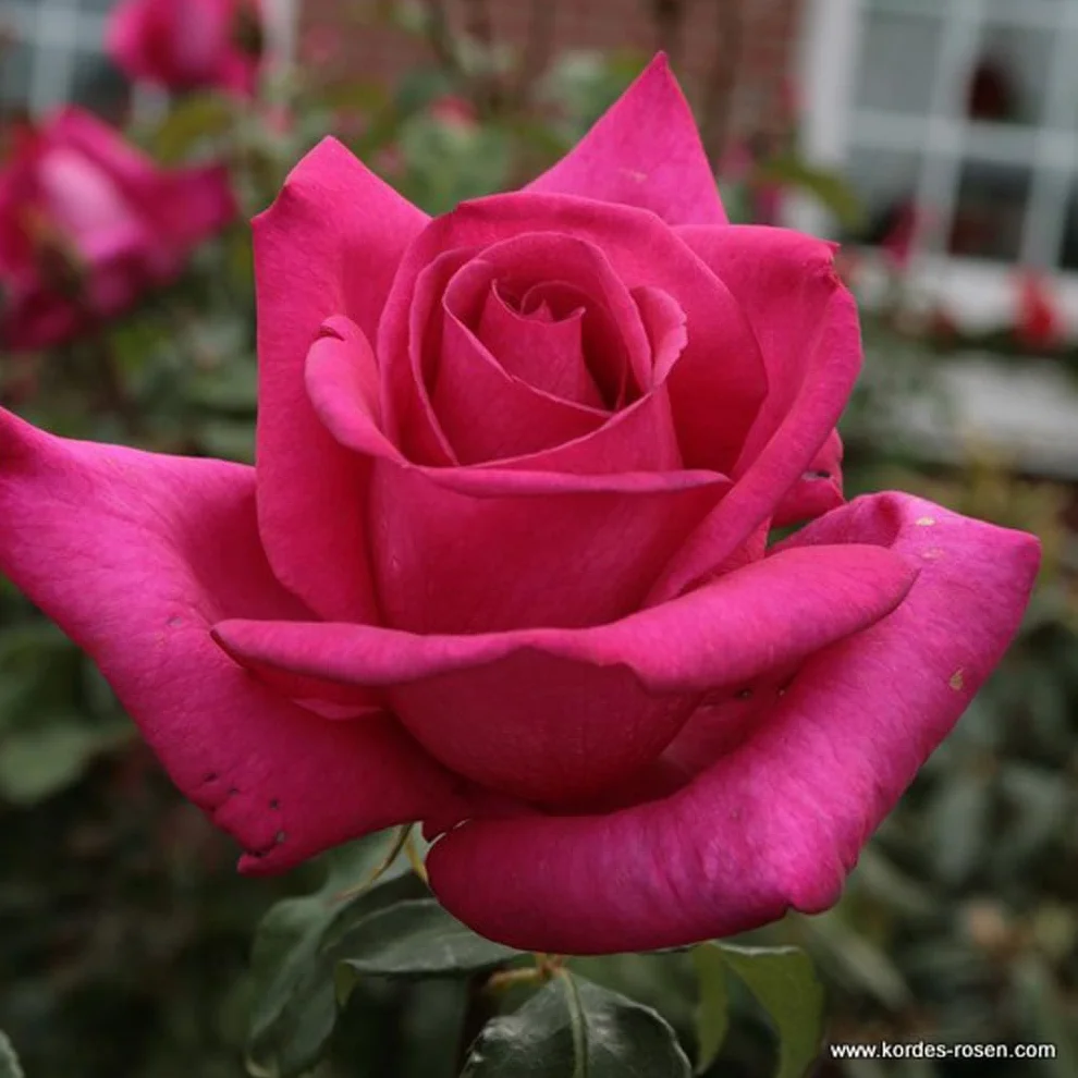 Rosa 'Parole' 25-30 cm pot - Rose parfum puissante floraison
