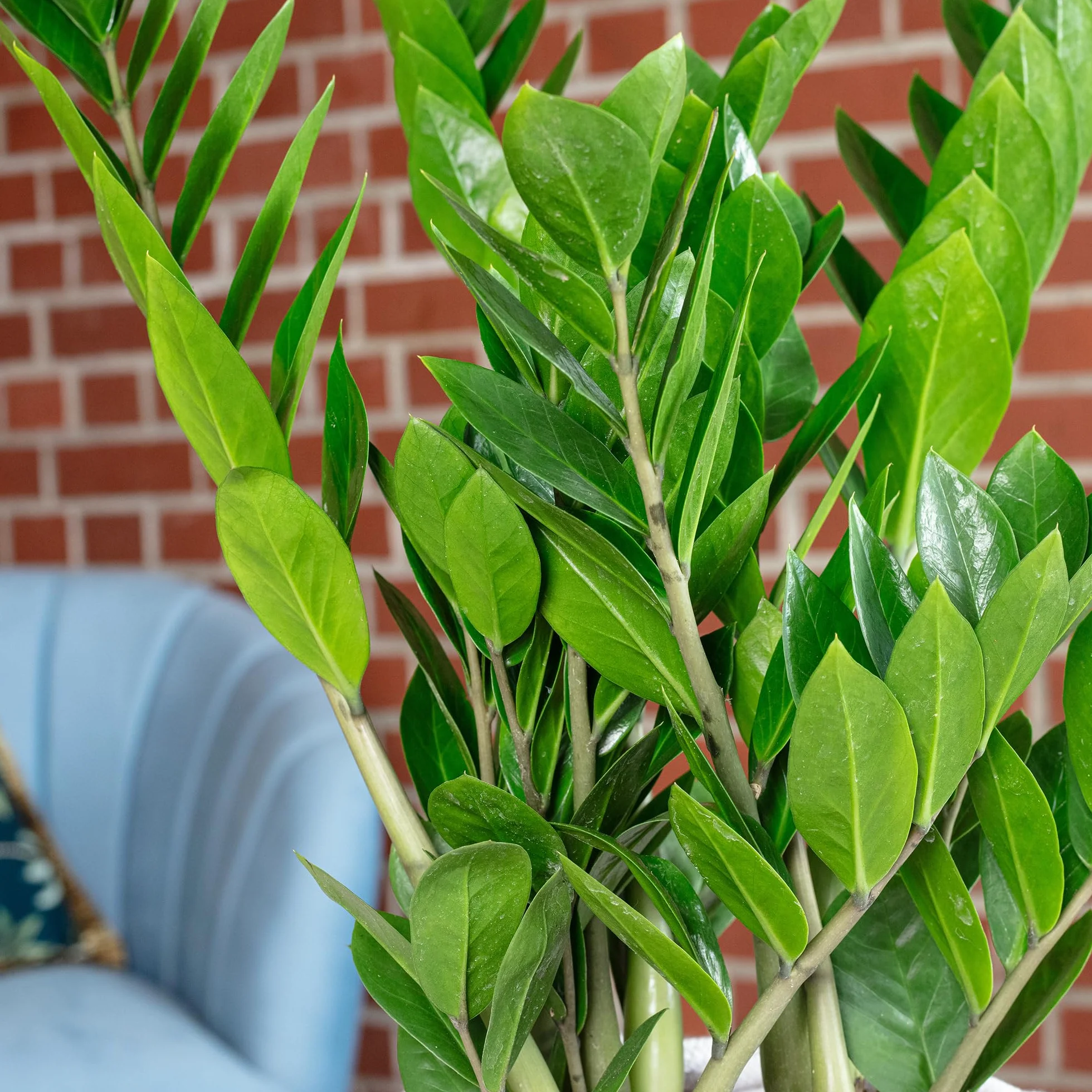 Zamioculcas zamiifolia Plante ZZ 55 cm Pot Ø 17 cm