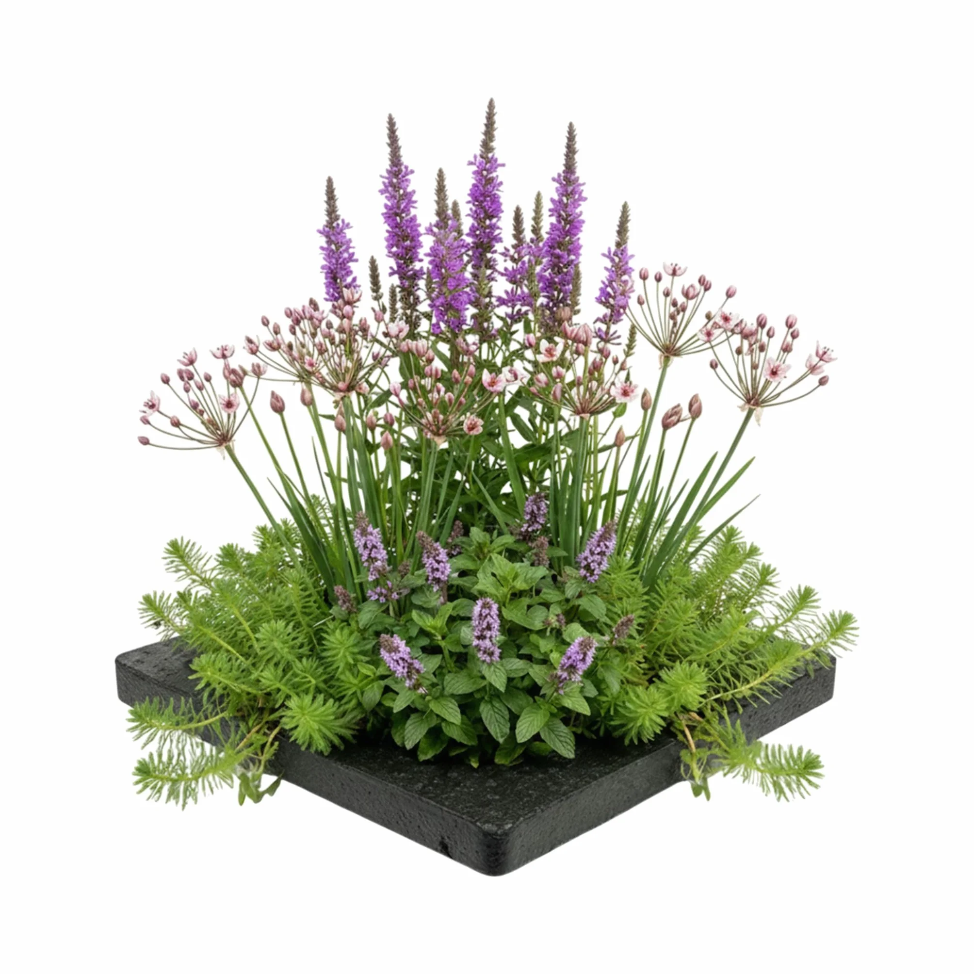 Vdvelde Set Plantes Anti-Moustiques pour Bassin Île Flottante avec 4 Plantes Aquatiques Kit complet