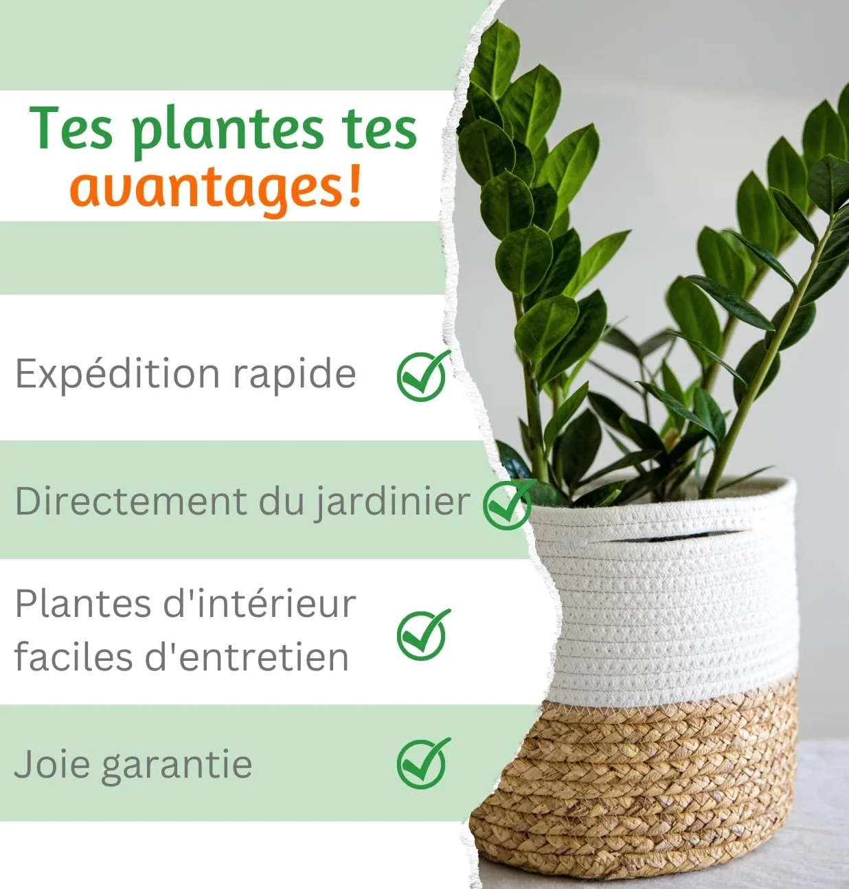 Lot de 4 plantes “Pet Friendly”, +/- 30–60 cm, ø 12–15 cm pot, Palmier d’intérieur, Bananier, Arbre à monnaie, Calathea, non toxique & sans danger pour les animaux