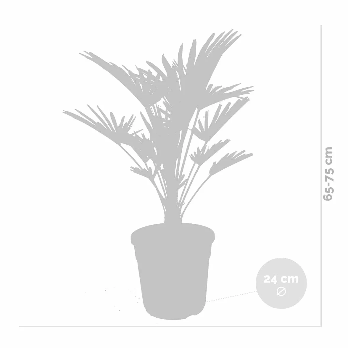 Trachycarpus Wagnerianus Palmier éventail rustique 60-80 cm Pot 21 cm