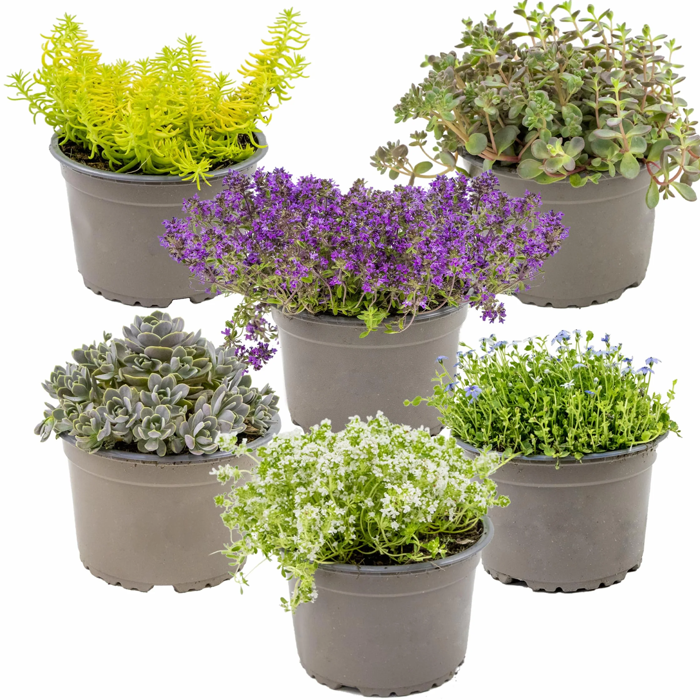 Bloomique Sedum Orpin Plantes de jardin Résistante au gel Persistante Hauteur 10-15 cm Pot 14 cm