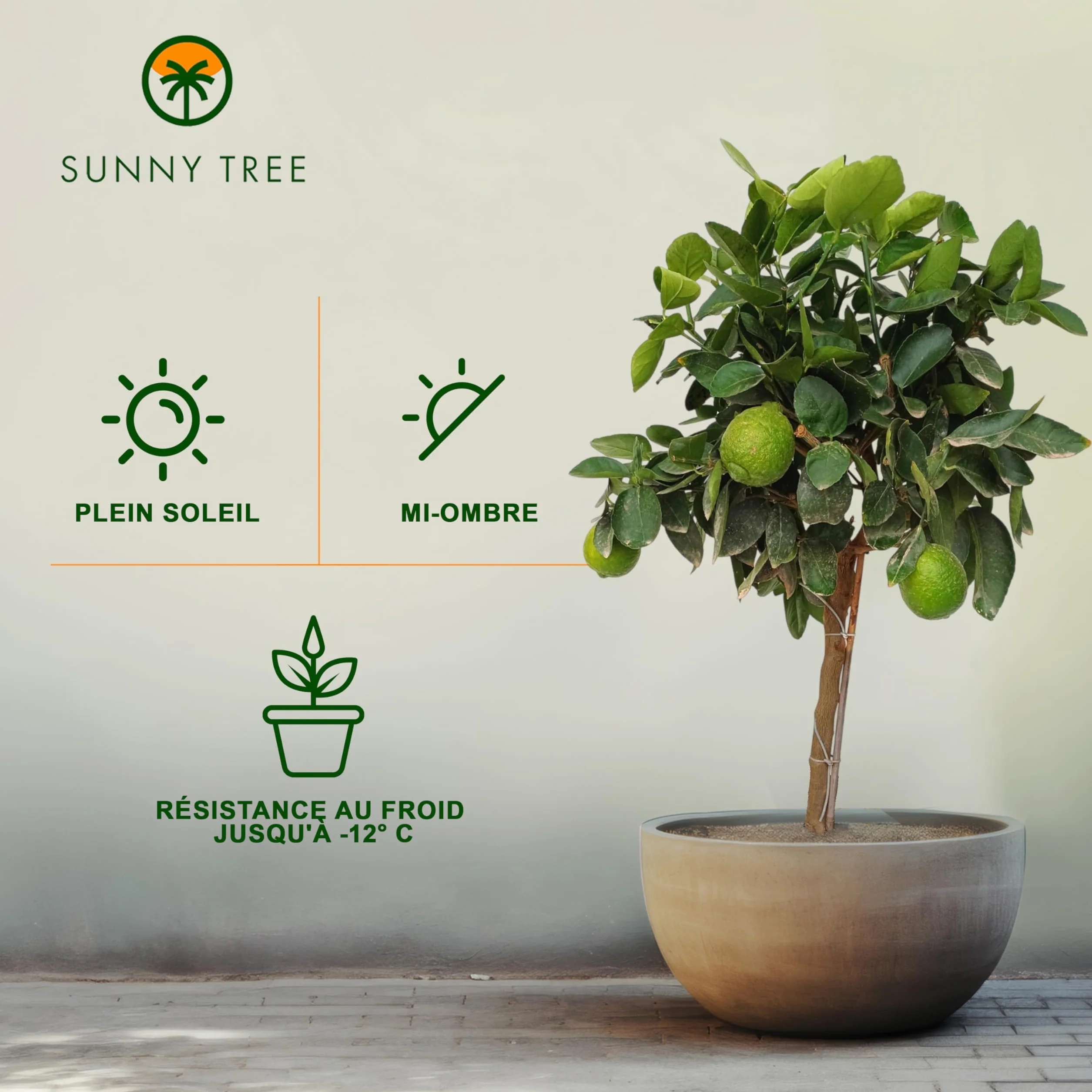Sunny Tree Limettier 8 ans Citrus Latifolia 160 cm