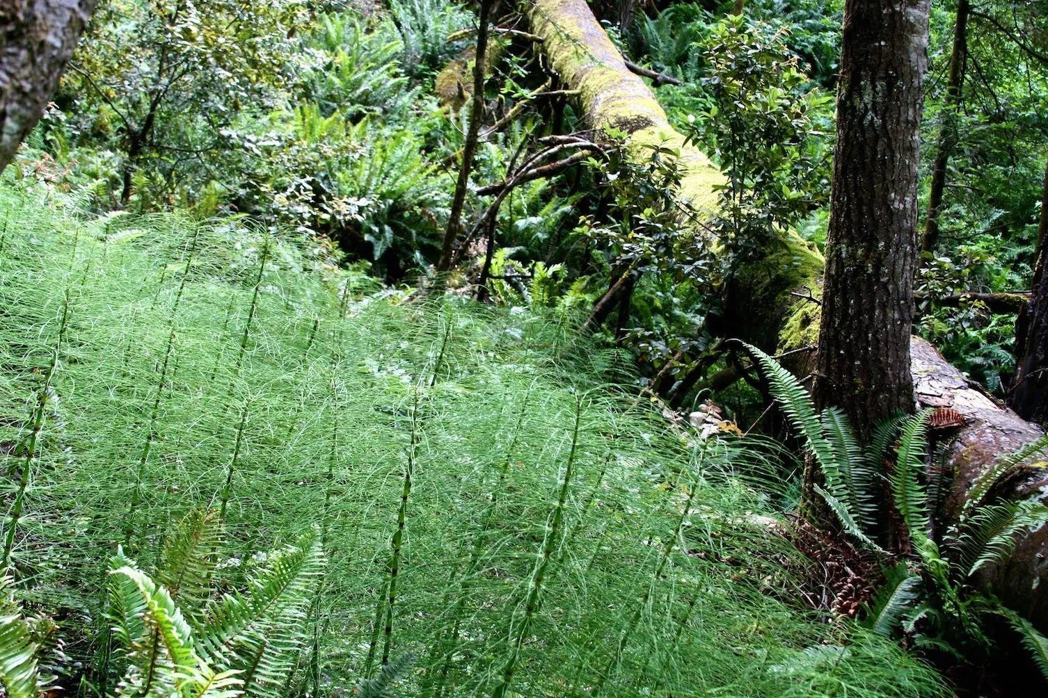 Balai vert fougère arbre asparagus virgatus, 20 graines faciles à cultiver