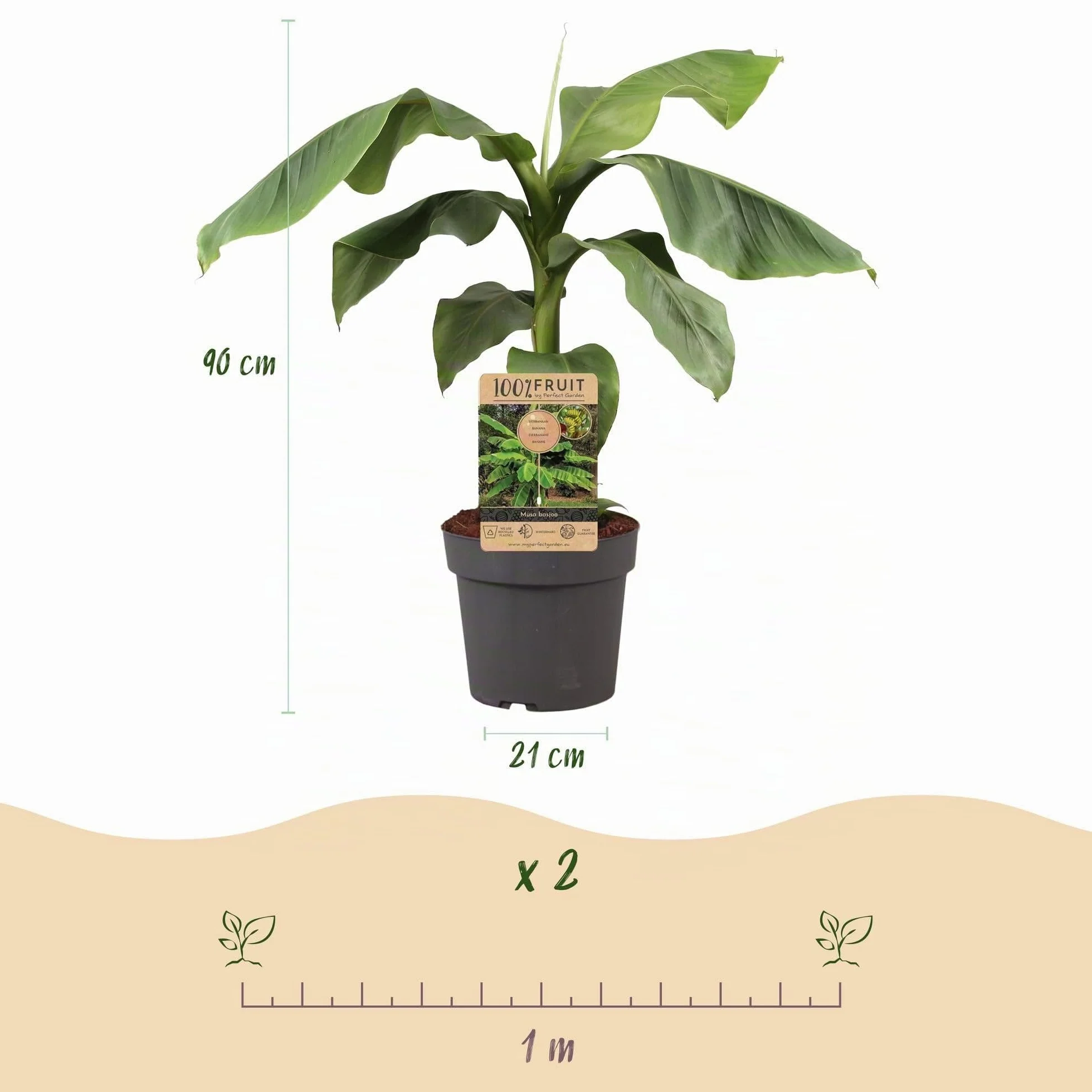 Musa Basjoo Banane Fibreuse Japonaise Plante Fruit Résistante au Froid Pot 21cm Hauteur 70-90cm