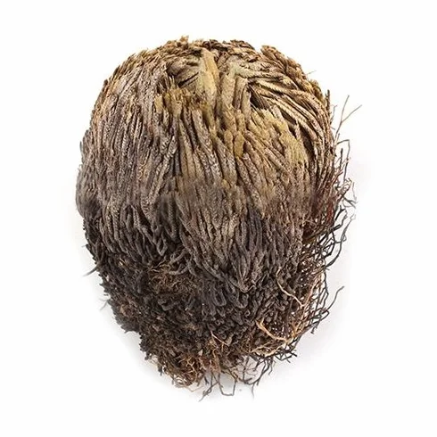 Live Resurrection Plante Rose de Jericho Dinosaure Plante Air Fougère Spike Moss