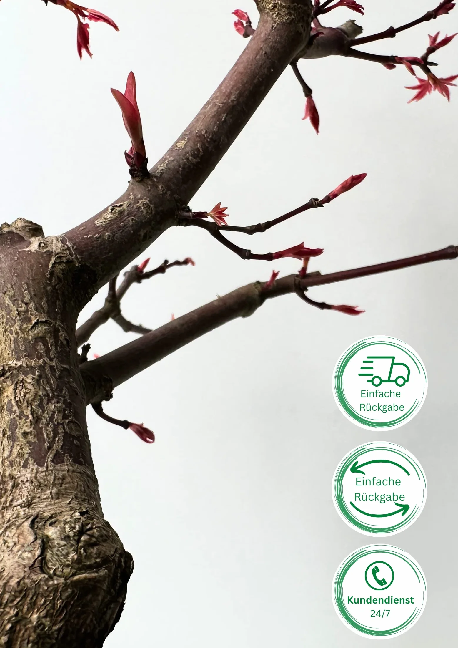 Bonsaï Érable Japonais Acer Deshojo P20 25-30 cm