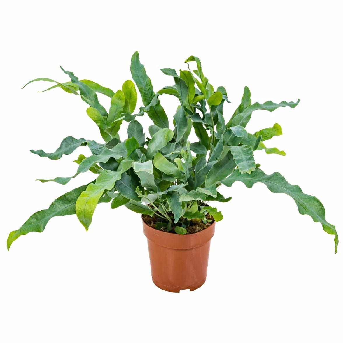 Bloomique - Phlebodium Blue Star - Fougère bleue - Plante d’intérieur - Dépolluante - Sans danger pour les animaux - Hauteur 20-30 cm - Pot 12 cm