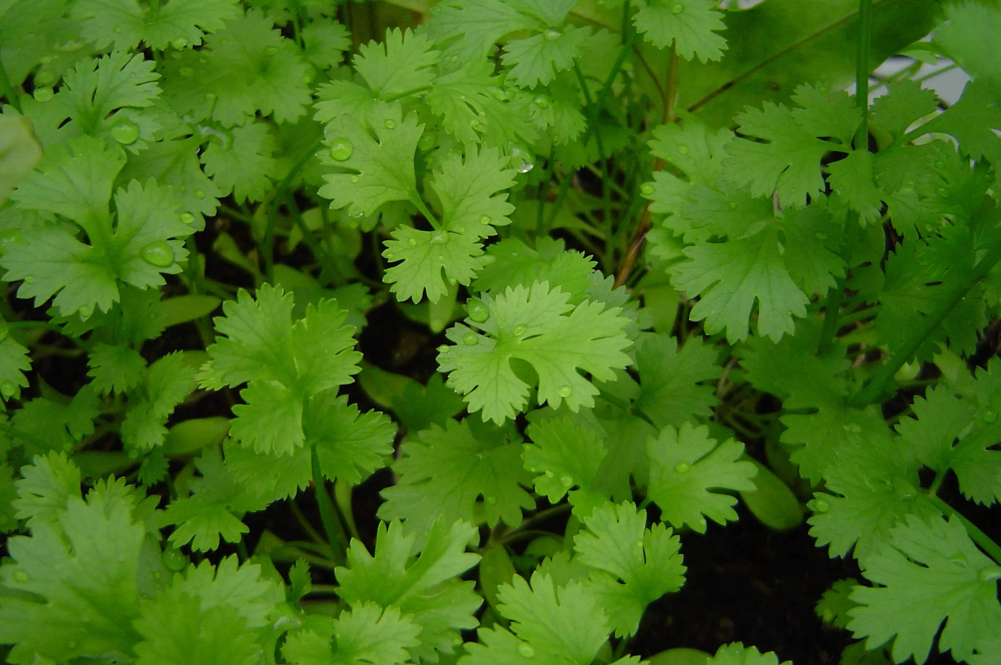 Lot de 200 Graines de Coriandre Cultivée - Plante aromatique qui relève vos plats - Très facile à cultiver - Plante Annuelle - Grande Qualité Gustative - Semences Reproductibles