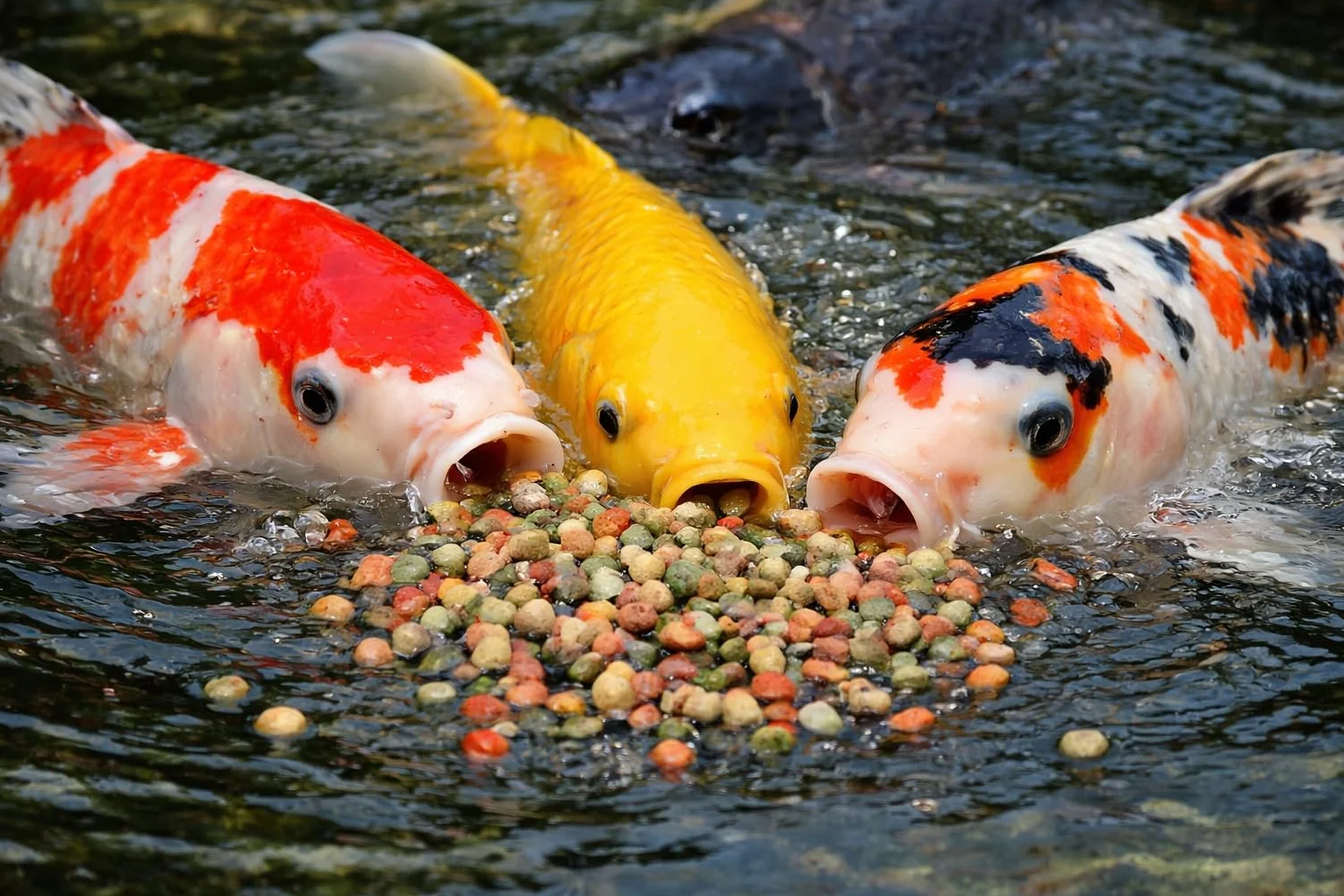 Aliment complet pour carpes koï granulés flottants 6 mm 15 kg