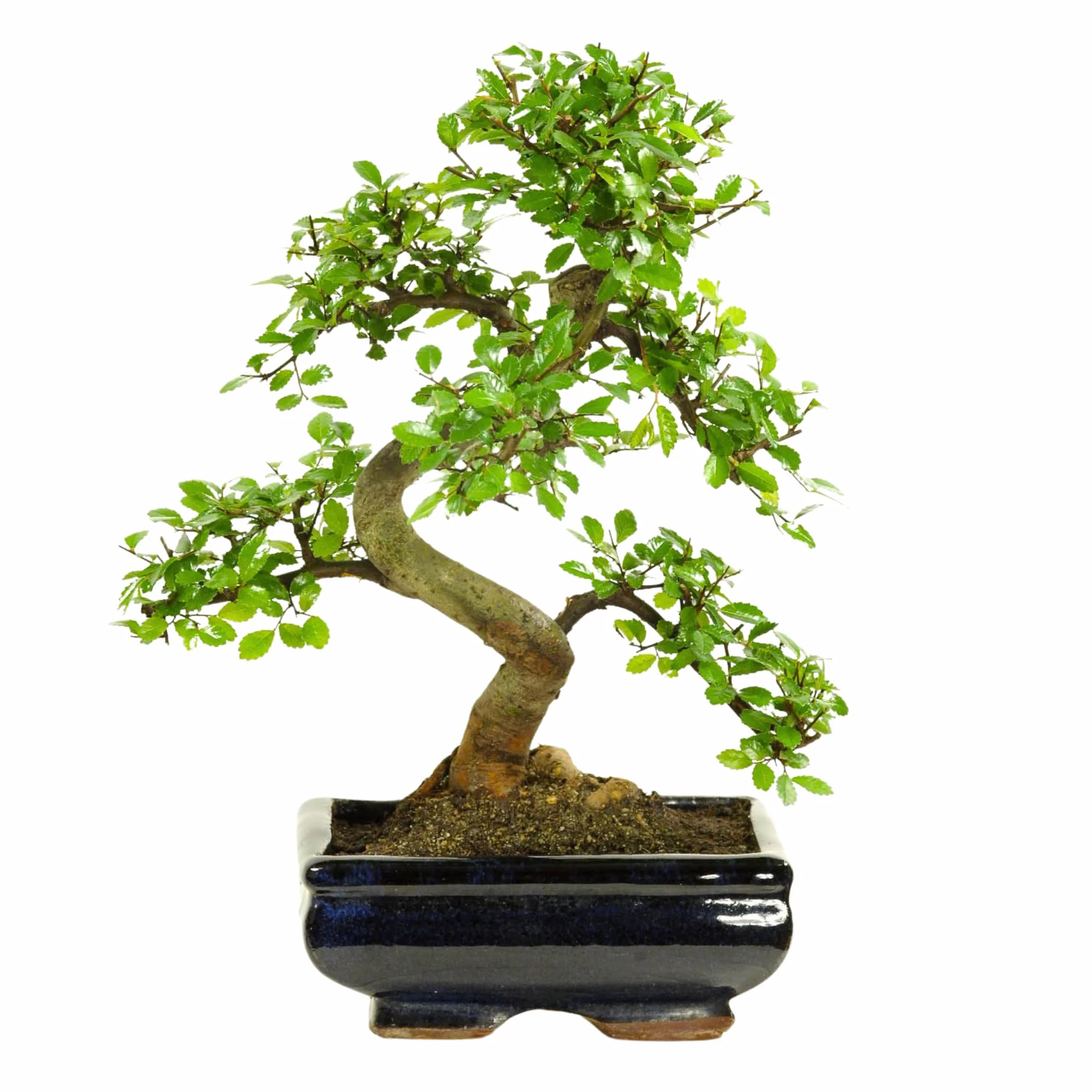 Bonsaï pot céramique Ligustrum Ficus Carmona Podocarpus Orme chinois 6-9 ans