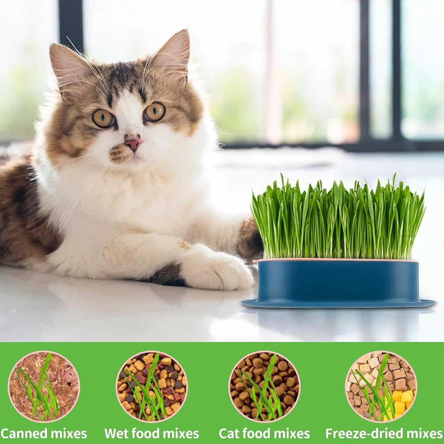 3 Plateaux de Plantation pour Herbe à Chat, germoir sans Terre pour Herbe à Chat, conteneur de Plantation pour Herbe à cha pour Chats d'intérieur