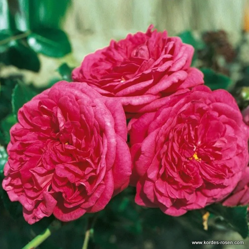 Rosier grimpant Rosa 'Laguna' magenta parfumé pot 25-30 cm 2x
