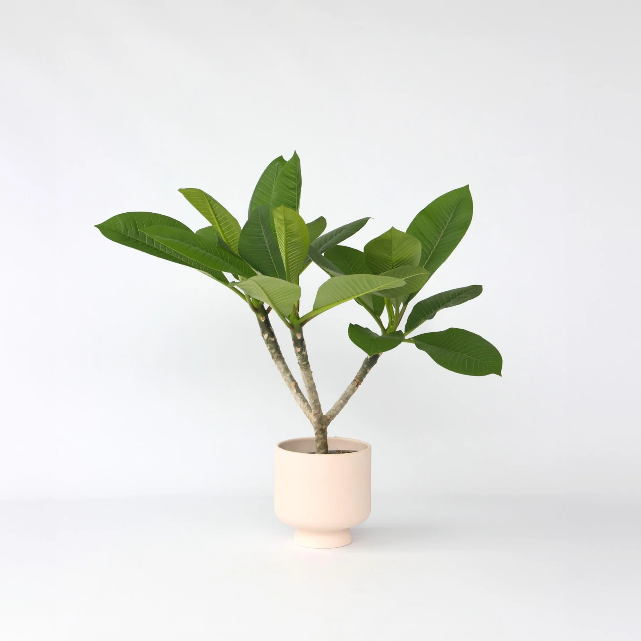 Plant in a Box Plumeria Frangipani Hawaii Frangipanier plante exotiques Pot 17cm Hauteur 45-55cm