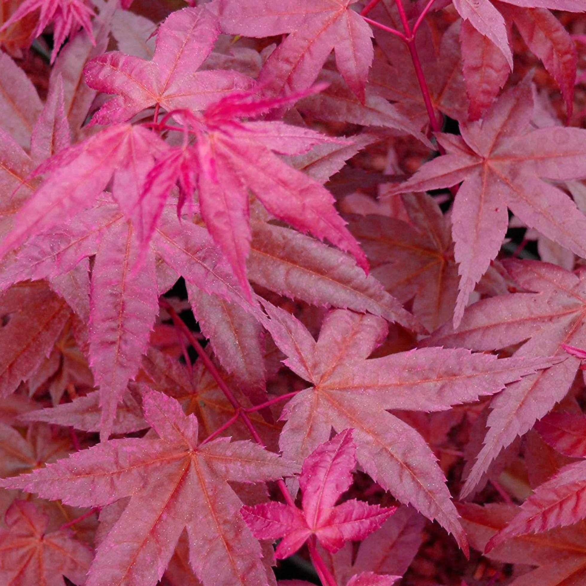 Acer palmatum "Beni Maiko" | Érable du Japon Plante de jardin à feuilles caduques Arbuste en pot