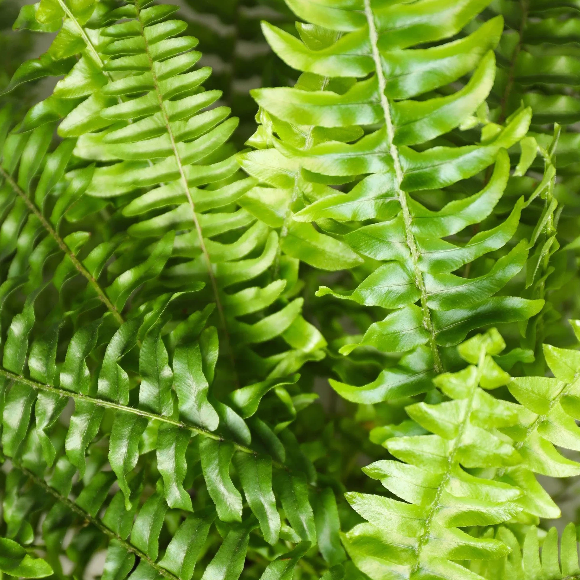 Green boutiQ - Plante d'intérieur - Nephrolepsis exaltata Green Lady - Fougère - Plante amicale pour les animaux - Verte - 1 Plante - Pot 12cm - Hauteur 25cm
