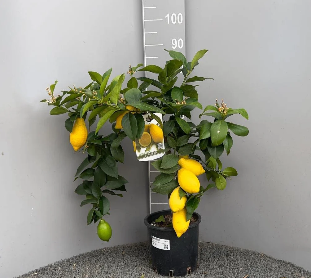 SAVINI VIVAI Citronnier Lunario plant en pot 20 cm hauteur 70 cm 2-3 ans greffage Italie