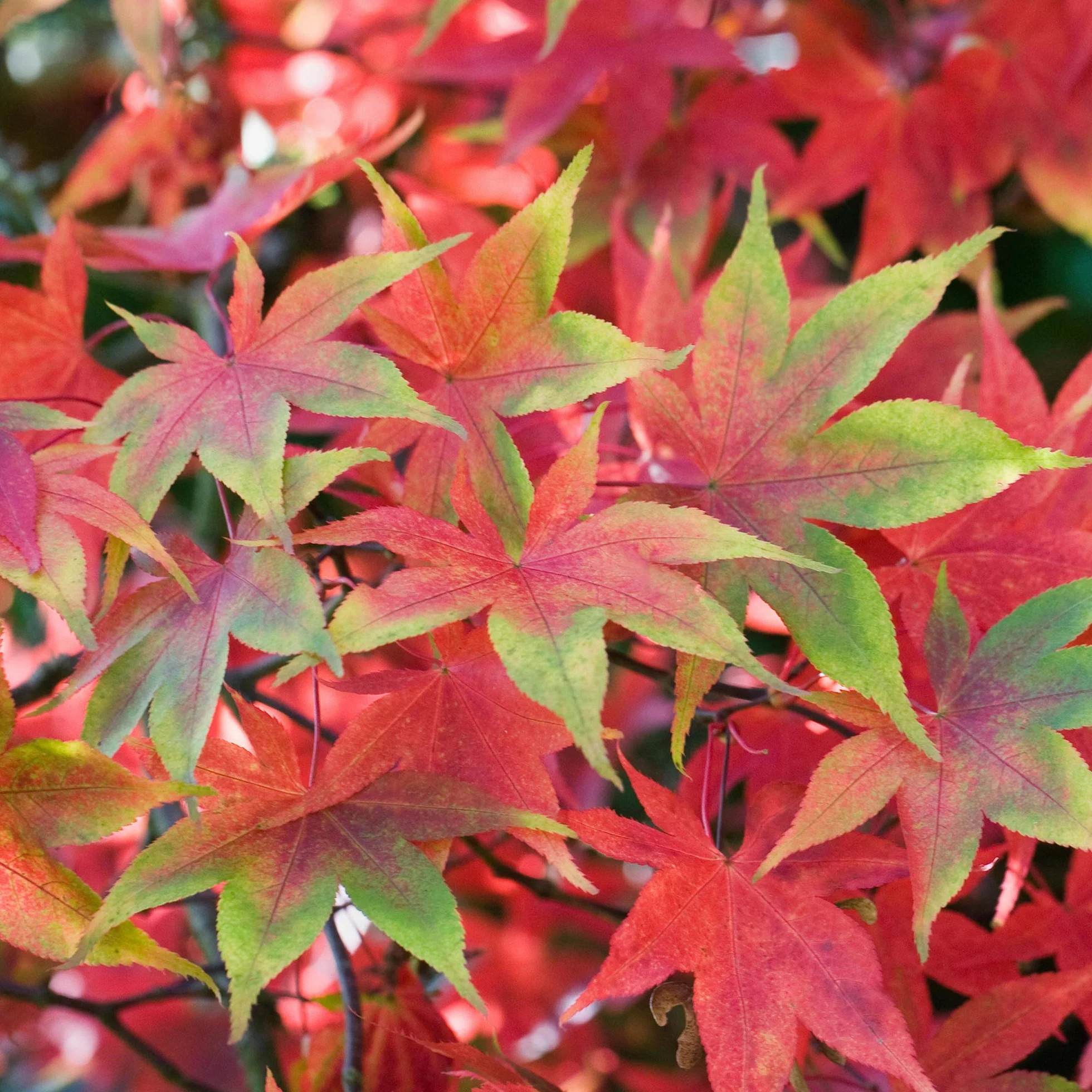 Acer palmatum "Osakazuki" | Érable du Japon Plante de jardin à feuilles caduques Arbuste en pot