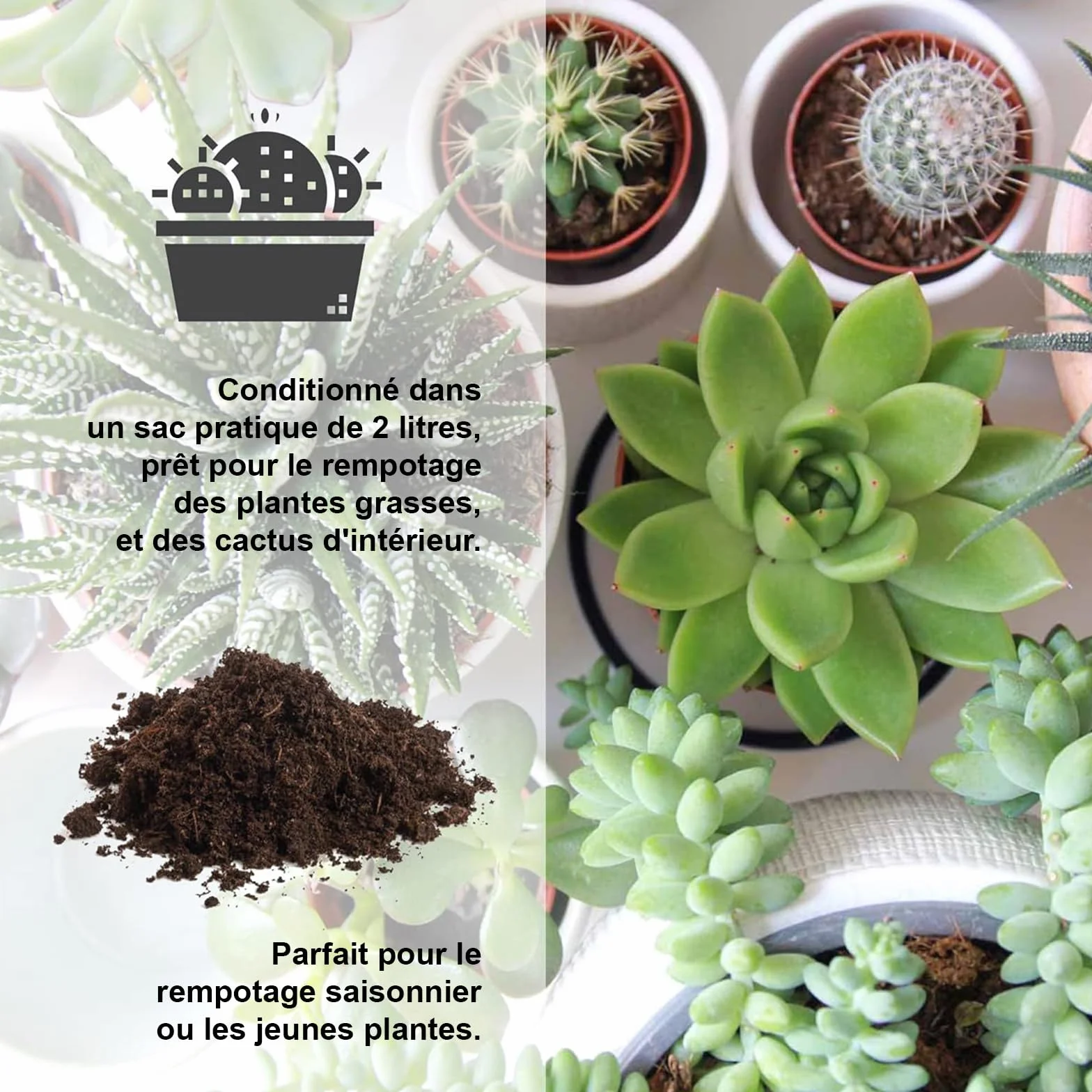 Kalapanta Terreau Cactus, Plantes Grasses, Succulentes et Cactées, 2L - 100% Naturel et Biologique, Parfait pour Les Plantes succulentes et Les Cactus d'intérieur et d'extérieur