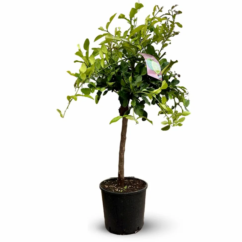 Attitude Jardin - Combava - citrus hystrix - agrume méditerranéen - arbre fruitier - 110-120 cm - ⌀ 24 cm