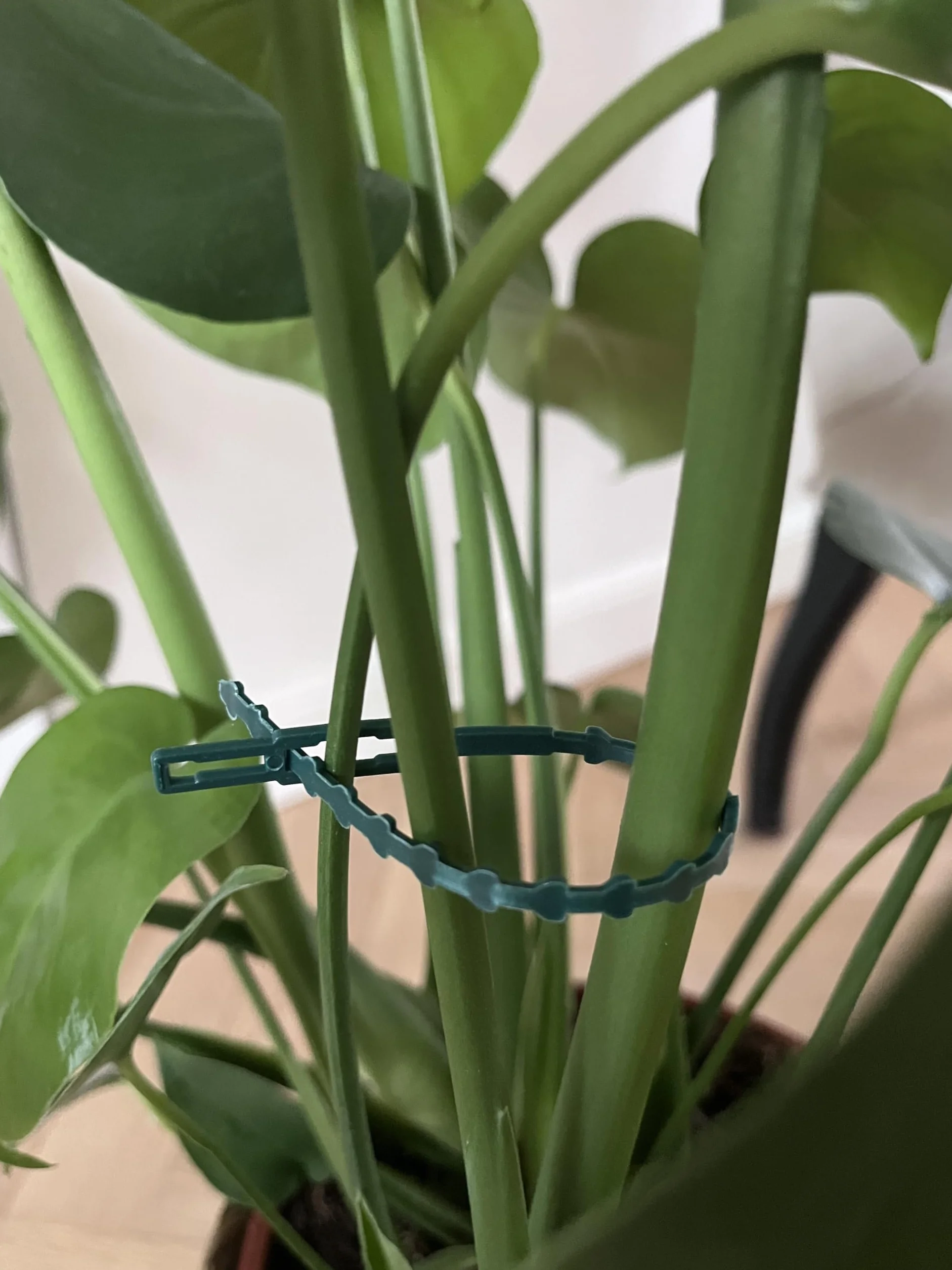 Flandria 50 Attaches Plantes Réglables 23cm – Liens Réutilisables pour Plantes et Potager - Attache Tuteur Vert