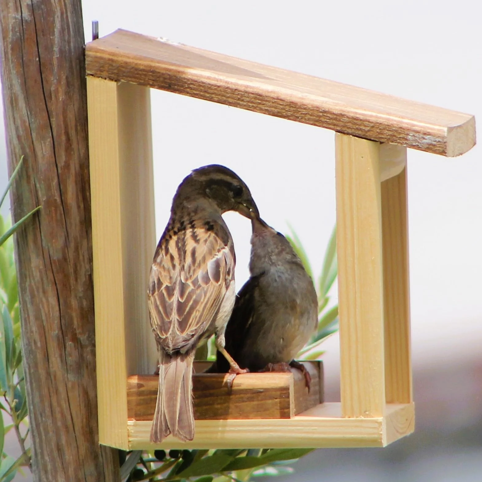 Mangeoire pour oiseaux 'Basic'