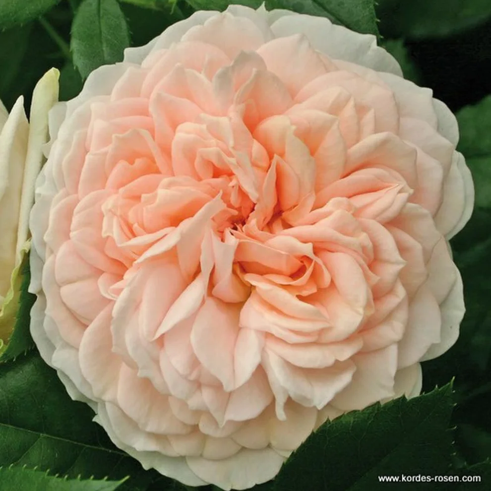 Rosa 'Garden of Rosiers' Rosier buisson compact 25-30 cm pot