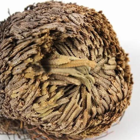 Live Resurrection Plante Rose de Jericho Dinosaure Plante Air Fougère Spike Moss