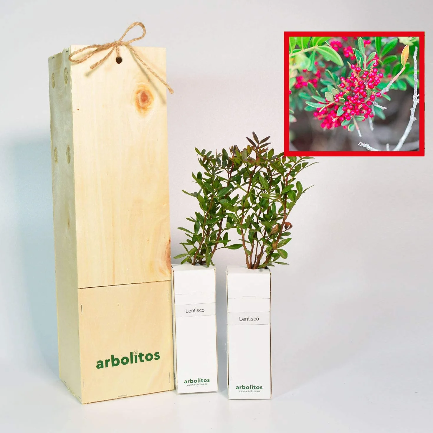 Pistachier Lentisque | Arbuste Méditerranéen | Arbre avec Fruits Comestibles | Jeune Pousse de 30 cm Reçue dans une Caisse en Bois Réutilisable | Pack 2 Unités