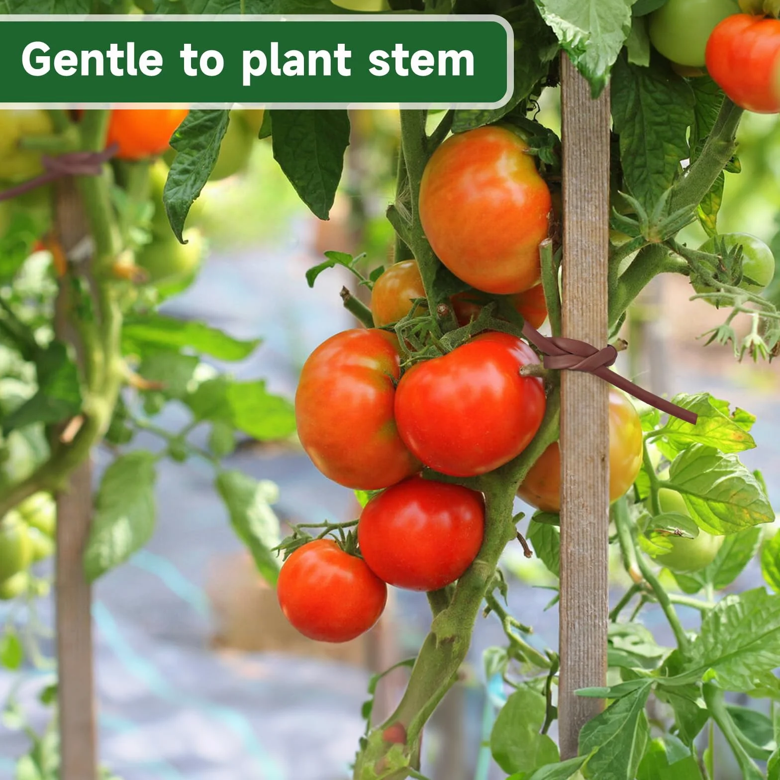 KINGLAKE Lien Souple Tube Creux pour Attacher Plantes, 3mmX100m Cordon Creux, Tuyau Creux en Caoutchouc pour Tomates, Roses, Fleurs- Brun