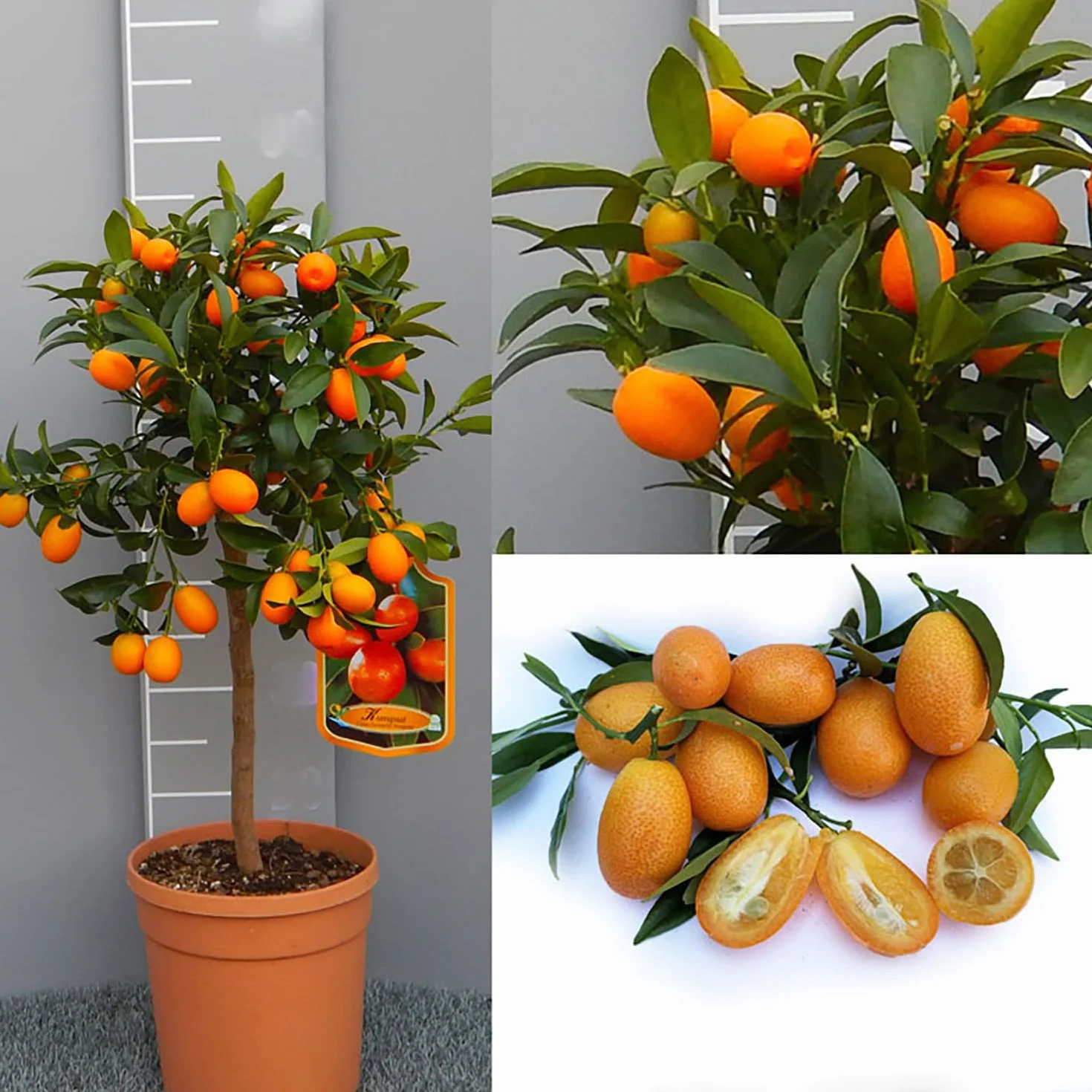 Kumquat Plante en Pot de 20 cm Hauteur 70 cm 2-3 Ans de Greffage Fabriqué en Italie