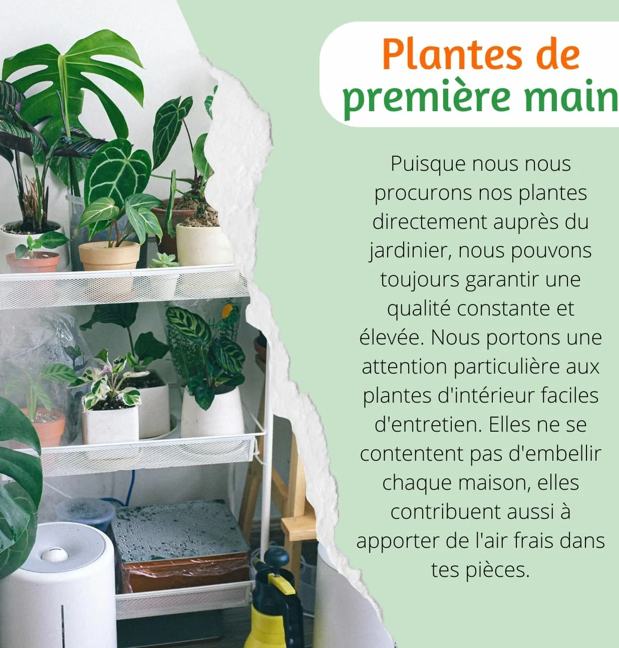 Lot de 4 plantes “Pet Friendly”, +/- 30–60 cm, ø 12–15 cm pot, Palmier d’intérieur, Bananier, Arbre à monnaie, Calathea, non toxique & sans danger pour les animaux