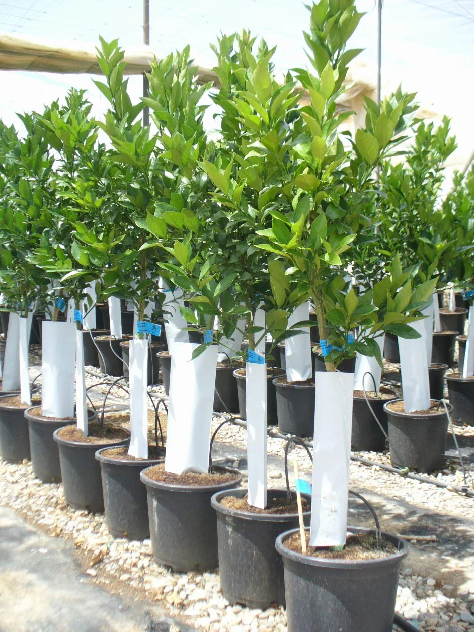 Oranger Citrus sinensis 130-150 cm