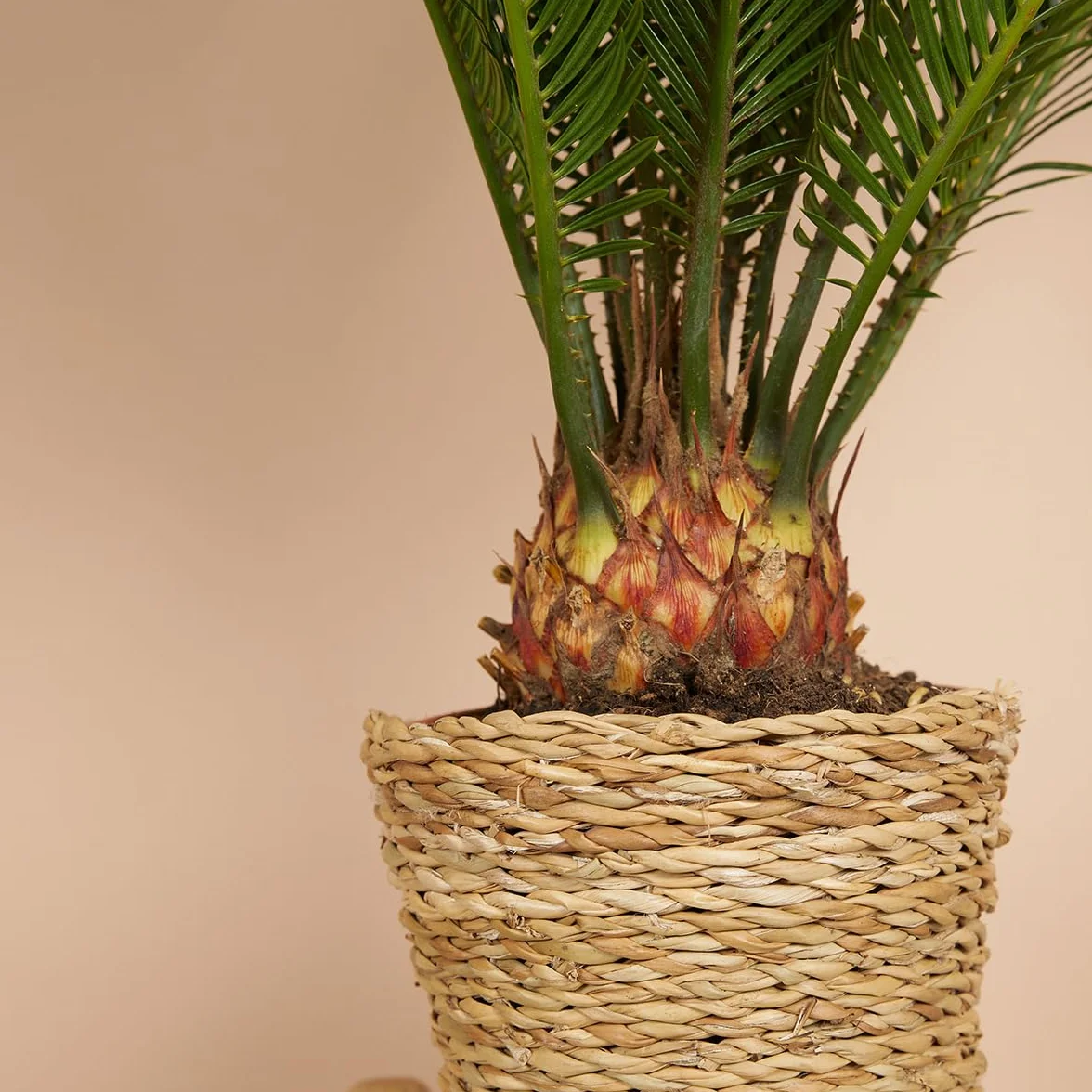 Cycas Revoluta Palmier de la Paix Sagoutier Plante d'intérieur Hauteur 40-50 cm Pot 15 cm
