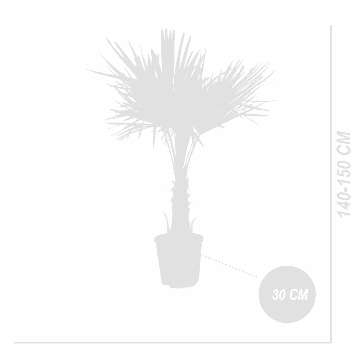 Trachycarpus Fortunei Palmier éventail chinois 140-170 cm Pot 30 cm