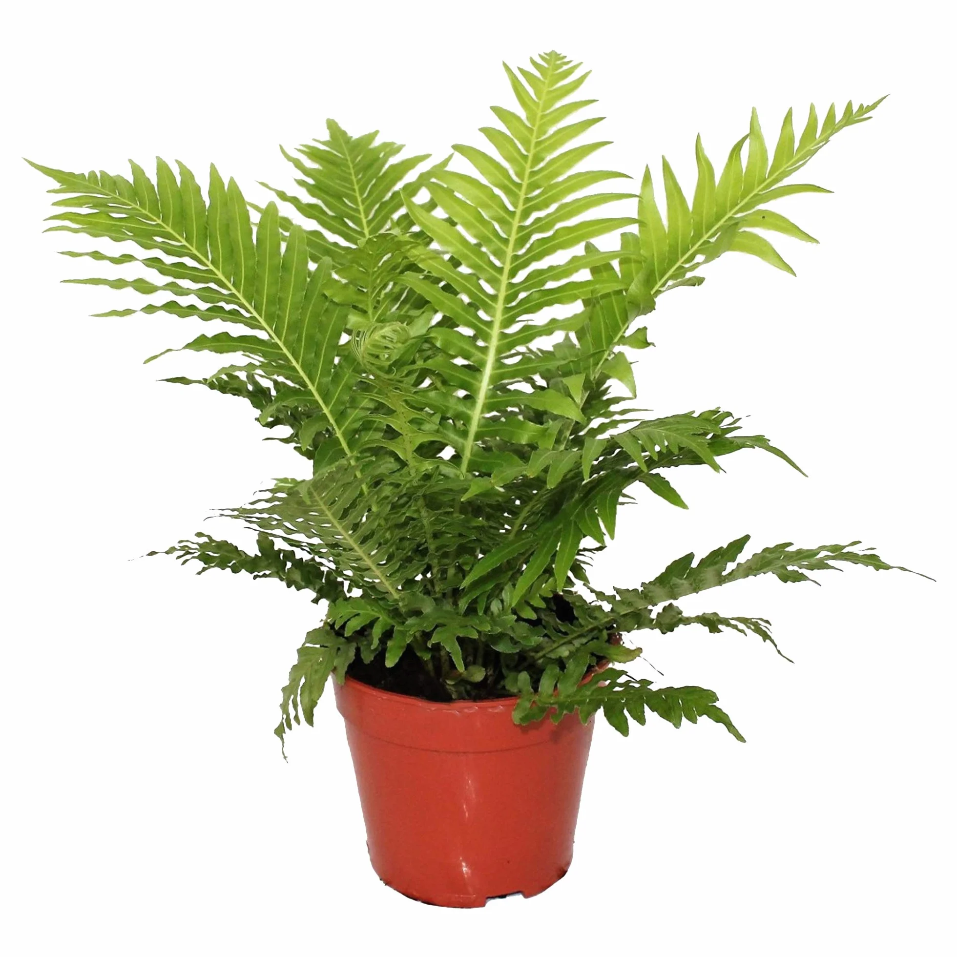 Blechnum Gibbum Fougère "Silver Lady" pour la Maison ou le Bureau (25-35 cm avec pot)
