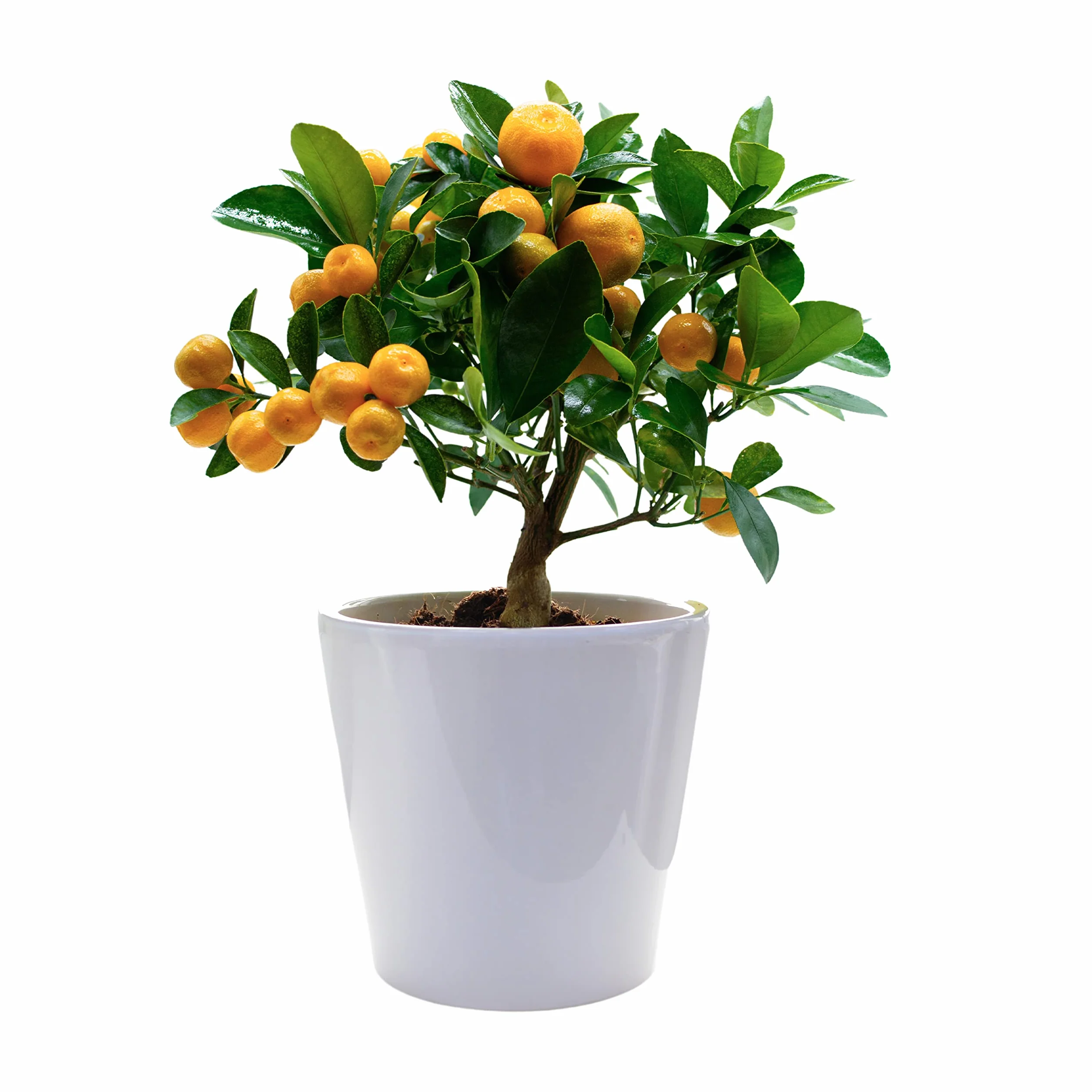 Calamondin Oranger Nain d'Extérieur Agrumes Comestibles Pot de Céramique 14 cm
