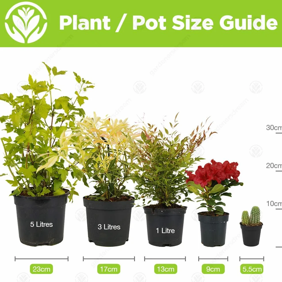 Bonsai Ligistrum Plante d’Intérieur Pot 15cm
