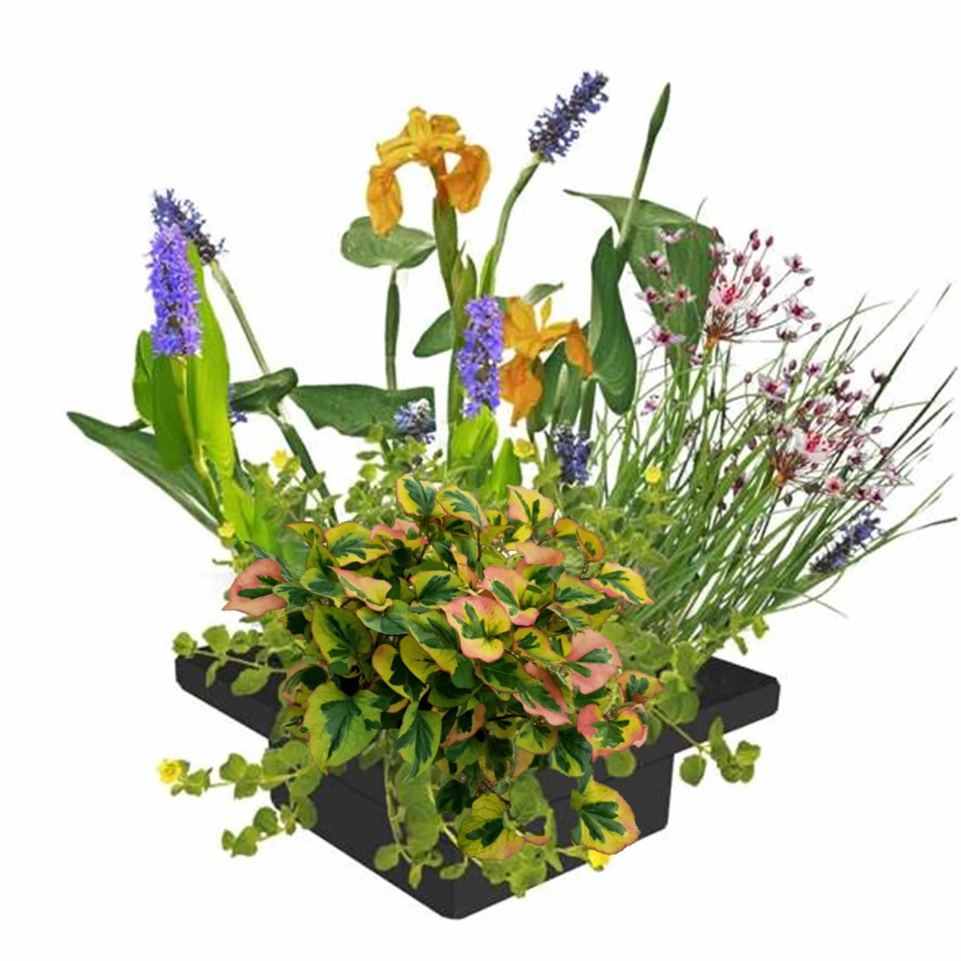 Vdvelde Île Flottante pour Bassin Set Plantes Aquatiques Kit complet avec Panier Substrat Engrais