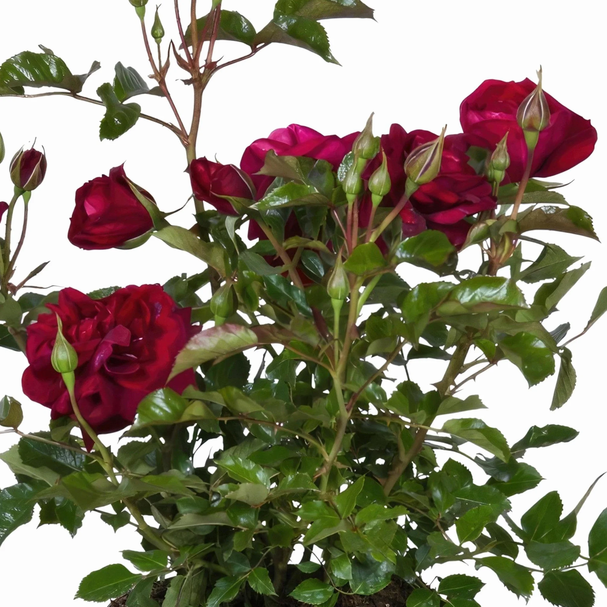 Rosier rouge plante fleurie d'extérieur