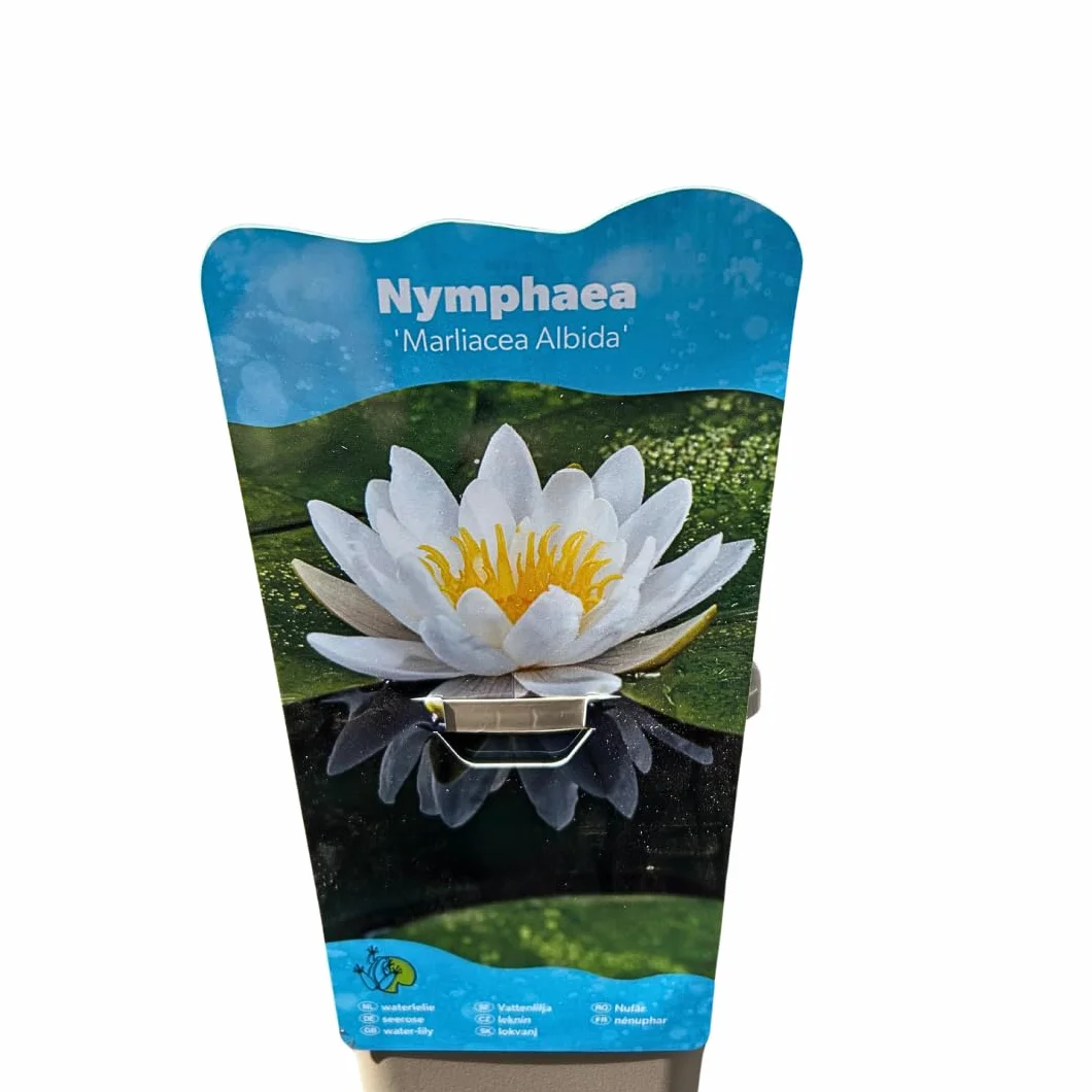 Nymphaea Plante de bassin résistante à l'hiver blanc pour étangs de jardin