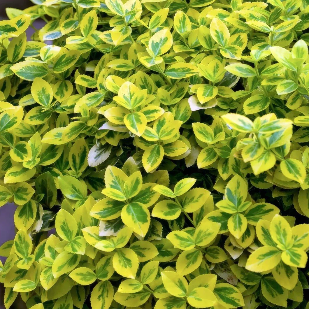 Euonymus fortunei ‘Emerald ’n Gold’ - 12 Plantes de fusain jaune - Couvre-sol rustique vivace persistant extérieur