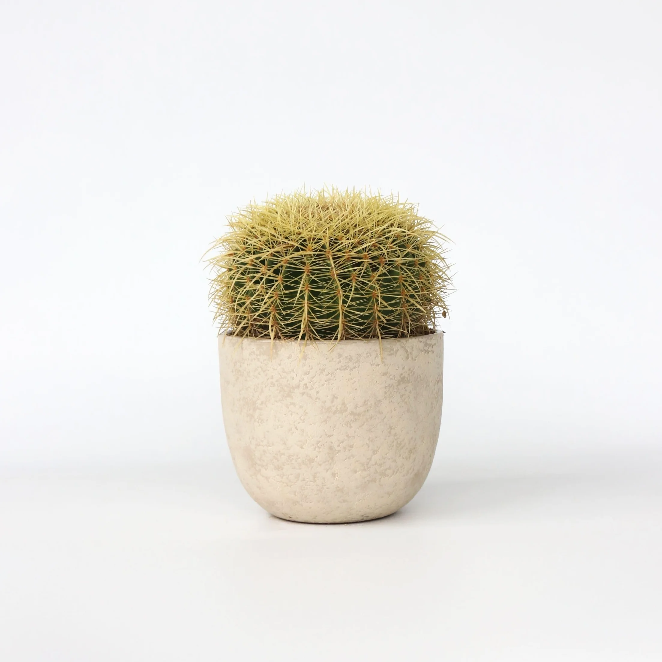 Echinocactus grusonii Cactus à tonne dorée Cactus boule Pot 25cm Hauteur 25–35cm