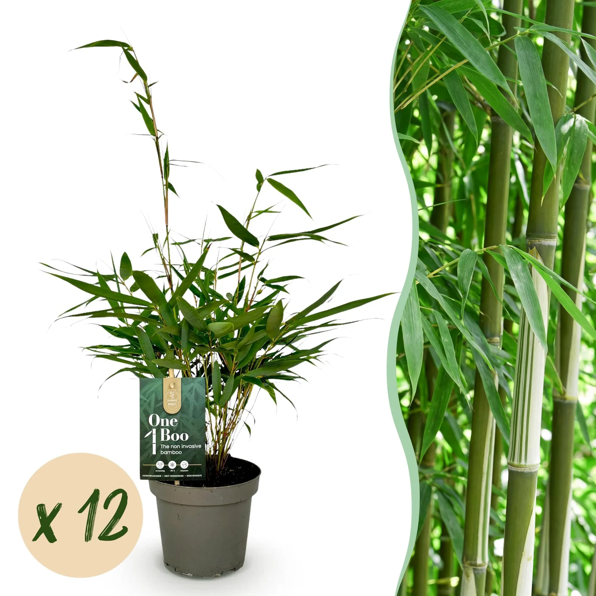Green boutiQ - Bambou - Fargesia robusta Pingwu - Persistant - Non Envahissant - Vert - 12 Plantes - Pot 14cm - Hauteur 35cm