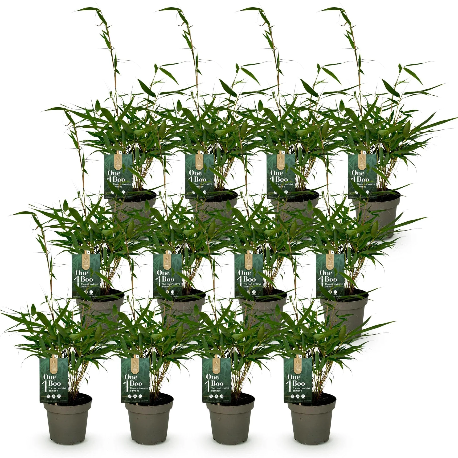 Green boutiQ - Bambou - Fargesia robusta Pingwu - Persistant - Non Envahissant - Vert - 12 Plantes - Pot 14cm - Hauteur 35cm