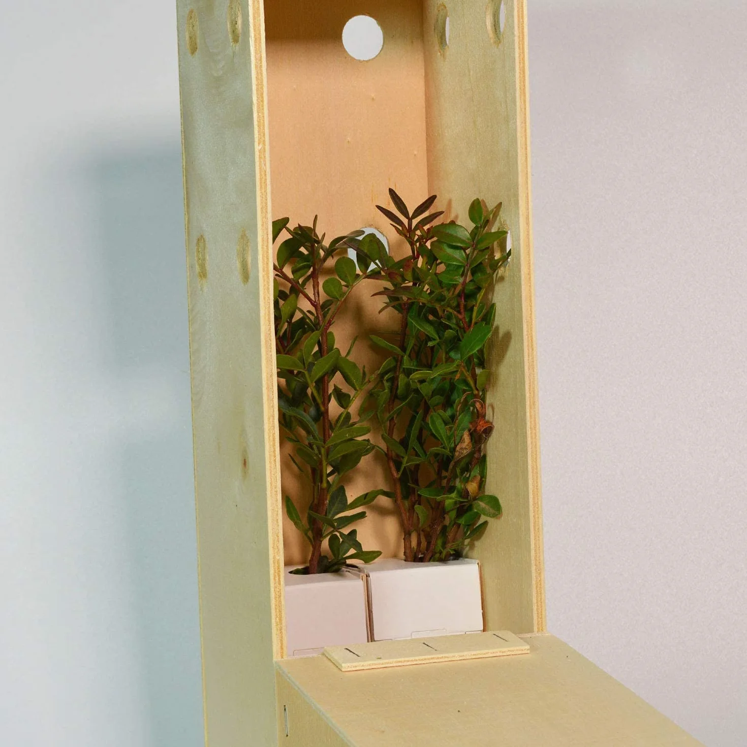 Pistachier Lentisque | Arbuste Méditerranéen | Arbre avec Fruits Comestibles | Jeune Pousse de 30 cm Reçue dans une Caisse en Bois Réutilisable | Pack 2 Unités