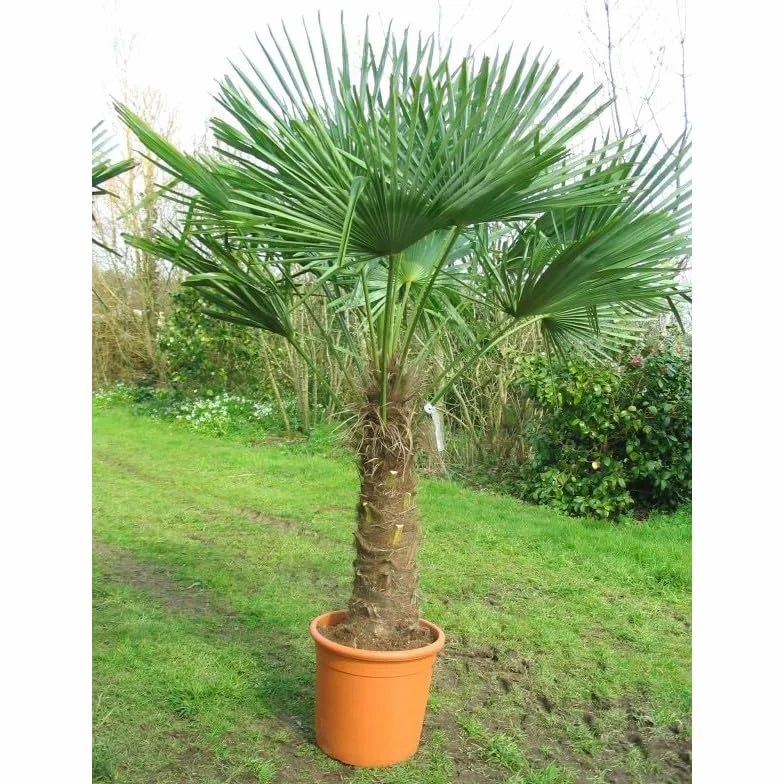 20 Graines - Palmier de Chine - Trachycarpus fortunei - Palmier de Chusan - Arbre Jardin - 258