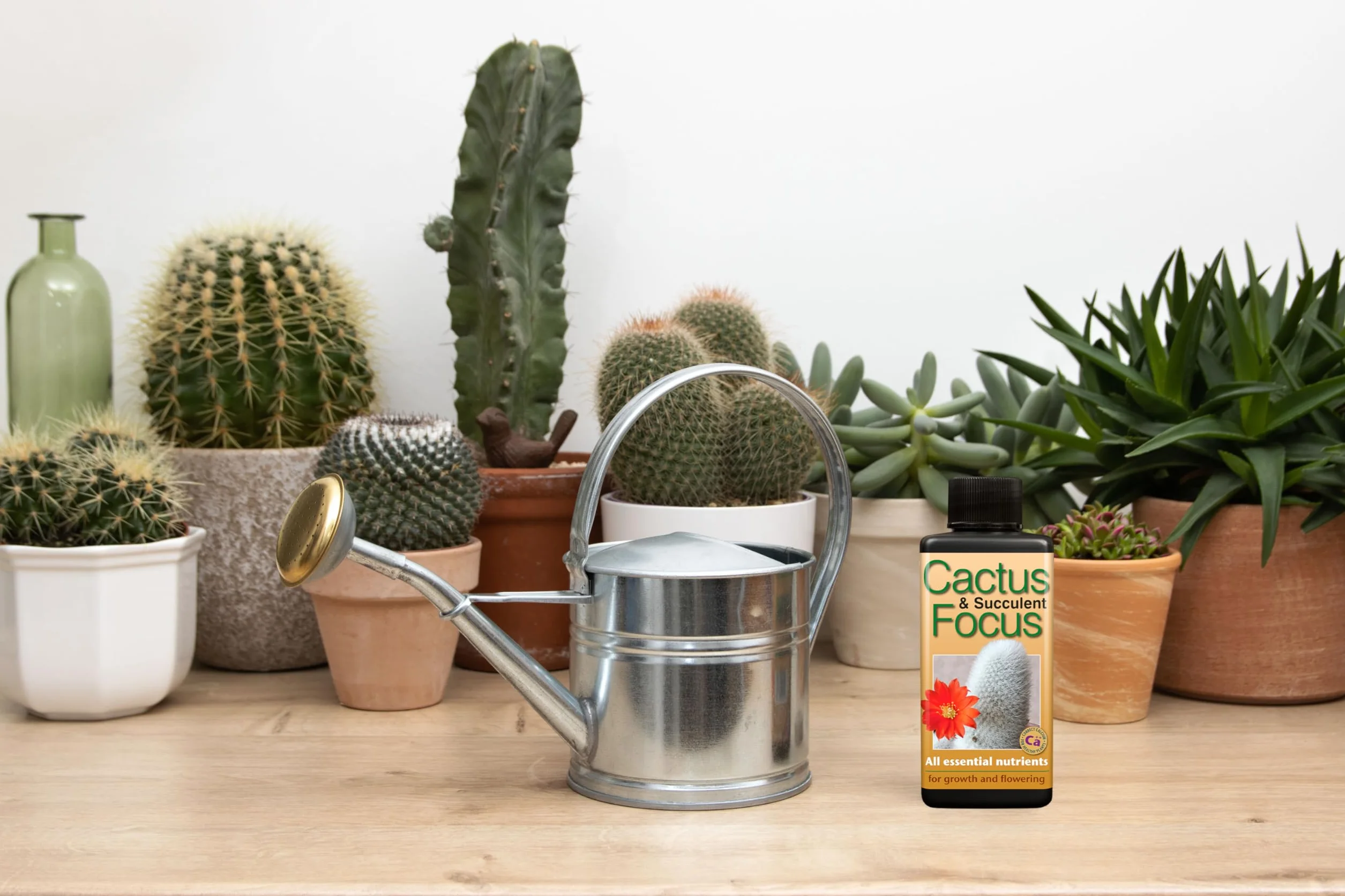 Engrais concentré Liquide Cactus and Succulent Focus 100 ML