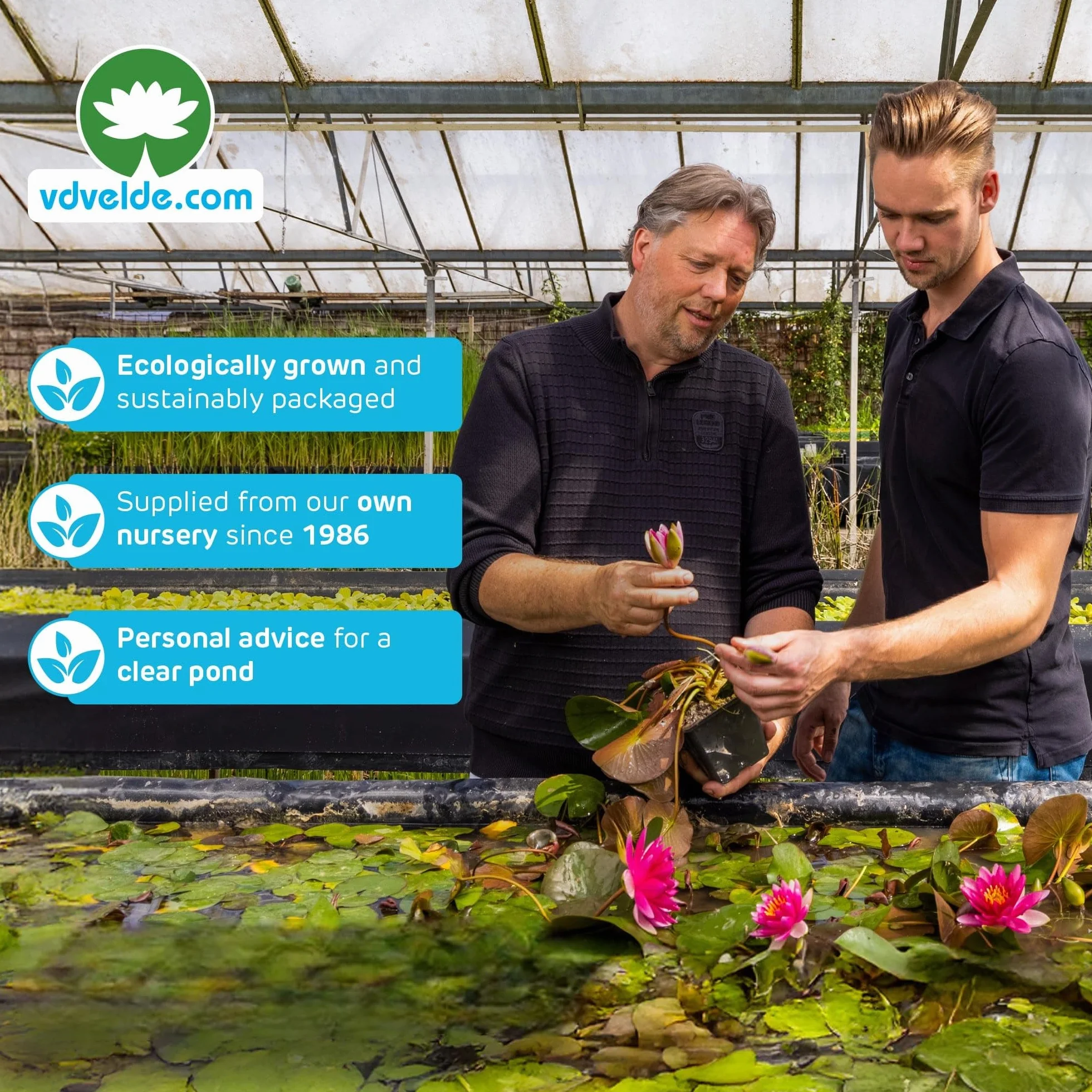 Nénuphar Rouge en Panier Nymphaea Attraction Plante de Bassin Kit Complet Substrat Engrais Gravier 10-100 cm