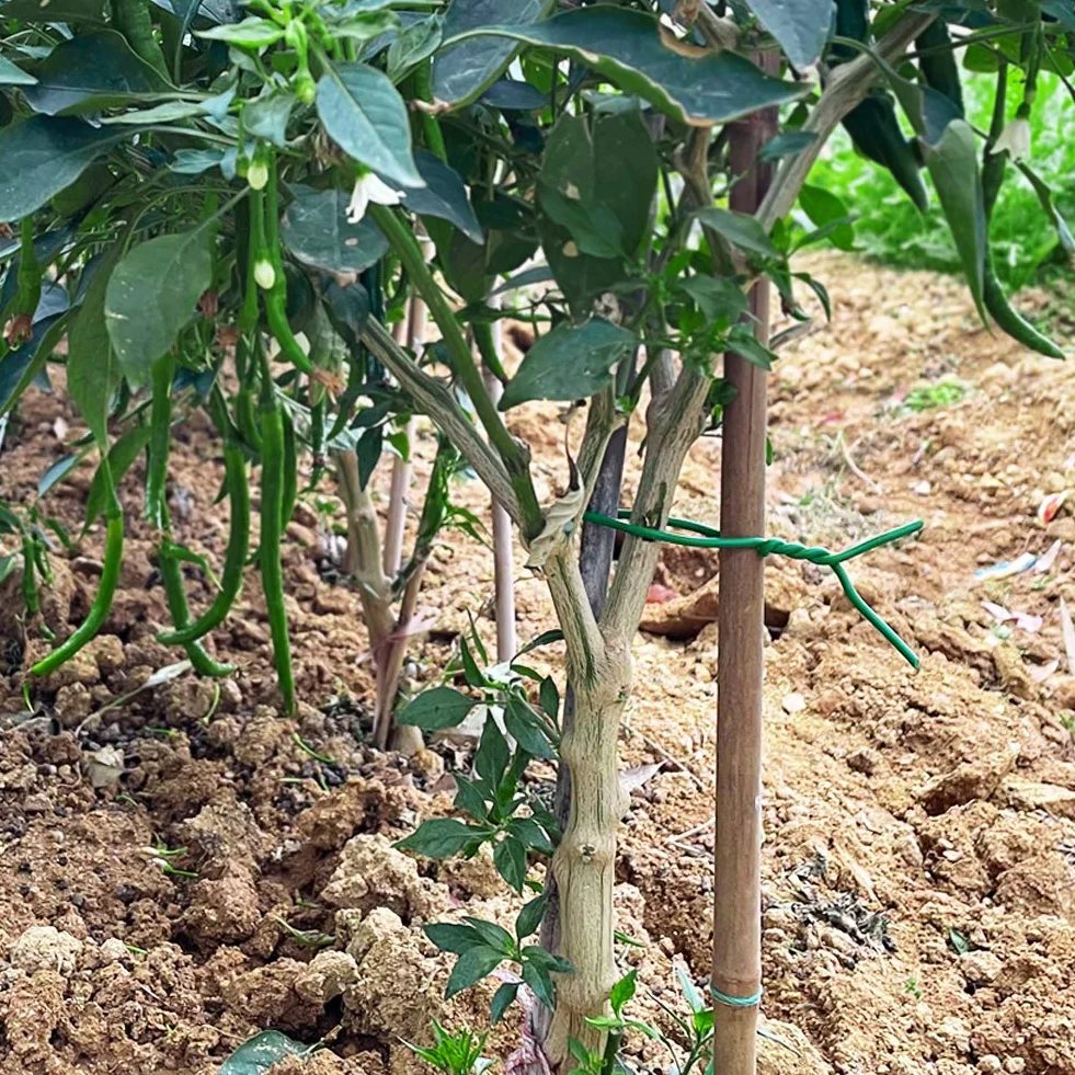 Tenn Well 3,5 mm Fil de Serrage pour Jardin, 16M Fil Torsadé pour Attache Tomate, Plantes Grimpantes, Vignes, Arbustes et Fleurs (Vert)